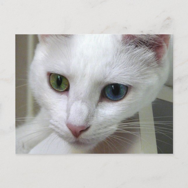 Serenity looks down Postcard (Front)