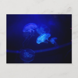 Serenity Postcard