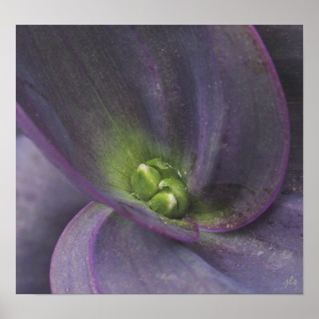 serenity print (Front)