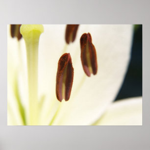 Serenity Print