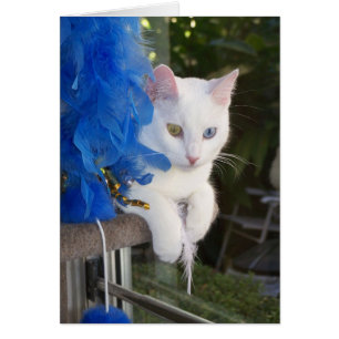 Serenity with boa card