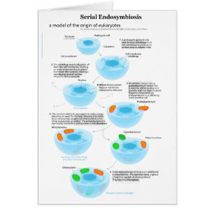 Serial Endosymbiosis Theory mitochondria plastids