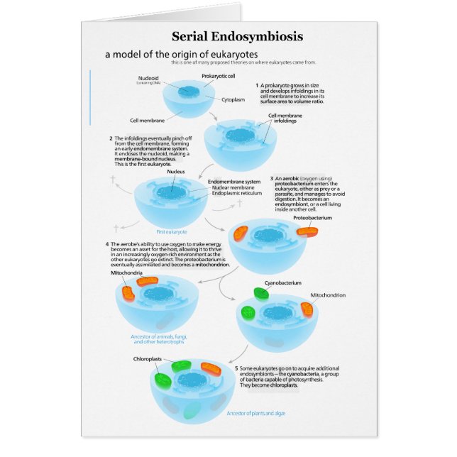 Serial Endosymbiosis Theory mitochondria plastids (Front)