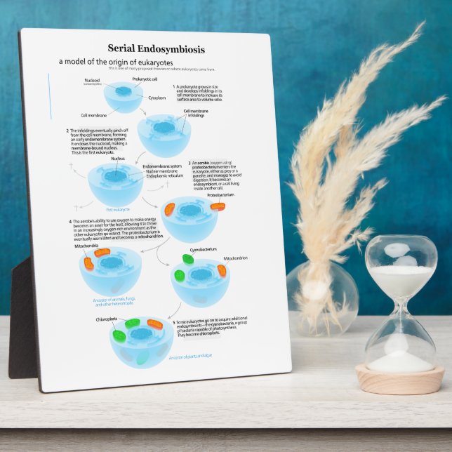 Serial Endosymbiosis Theory mitochondria plastids Plaque (Side)