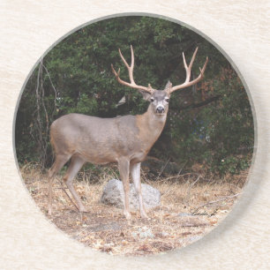 Série animale — Dessous de verre de cerfs