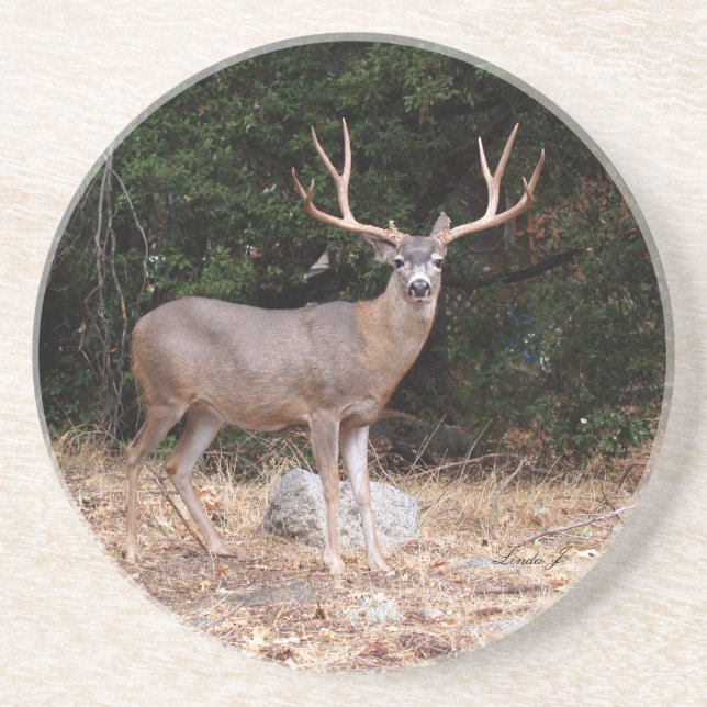 Série animale — Dessous de verre de cerfs (Devant)