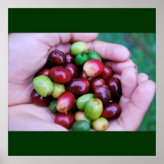 Série Café - Poster de cerises de café