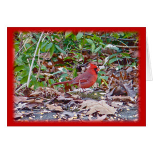 Série Cardinal Wild Songbird