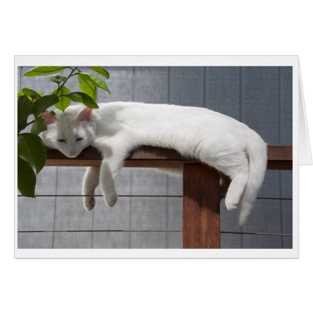 Série comique de carte vierge de chaton (Devant horizontal)