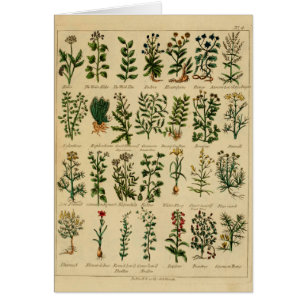 Série de fines herbes vintage de carte postale - 