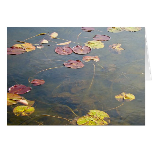 Série Lilypads d'automne (Devant horizontal)