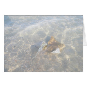 Série OBX Cownose Stingray