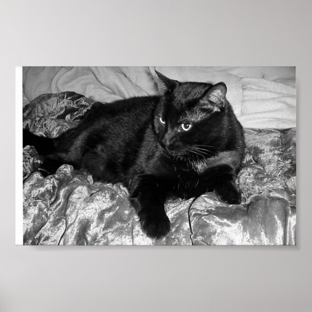 Serious Black Cat Poster (Front)