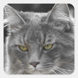 Serious Buster Square Sticker