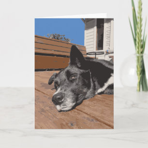 Serious Dog Husky Lab Laying Down Black and Brown Card