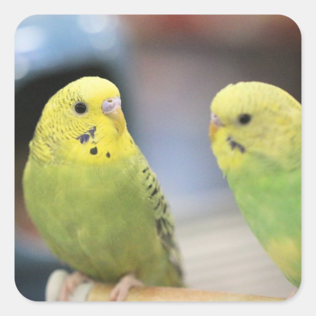 Serious keets  square sticker (Front)