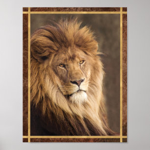 Serious Lion Photograph Poster