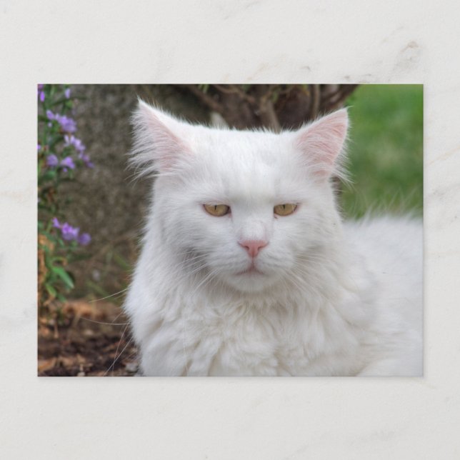Serious White Cat Postcard (Front)