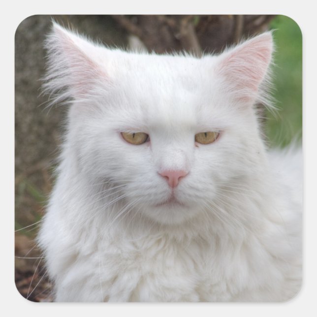 Serious White Cat Square Sticker (Front)