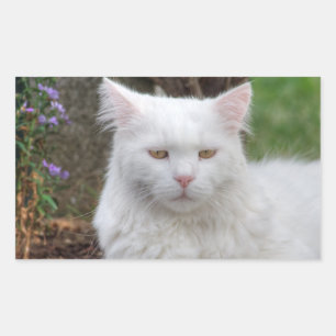 Serious White Cat Sticker