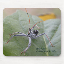 Seriously you looking at me?