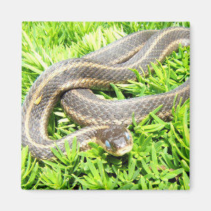 Serpent à oeil bleu ~ aimant