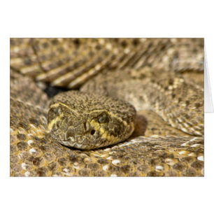 Serpent à sonnettes de dos en forme de losange