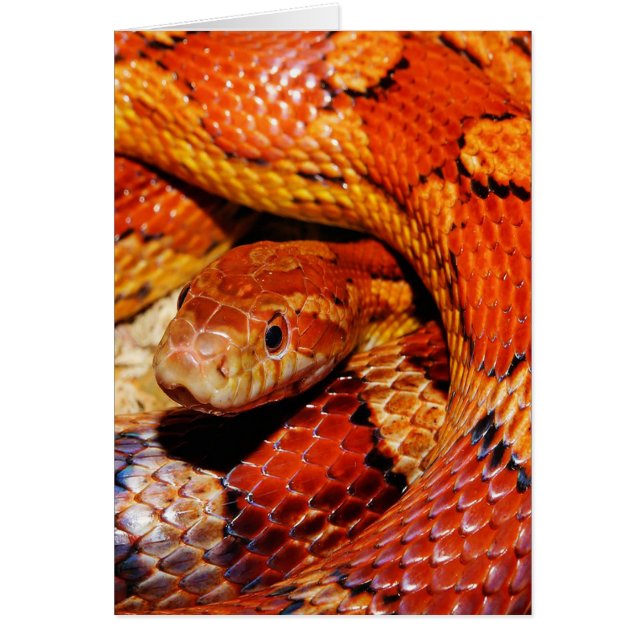 Serpent de tapis (Devant)