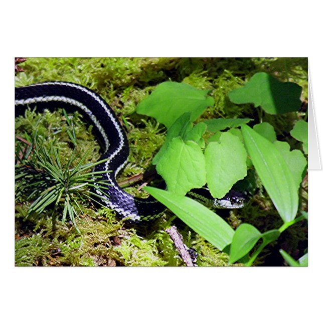 Serpent Garter (Devant Horizontal)