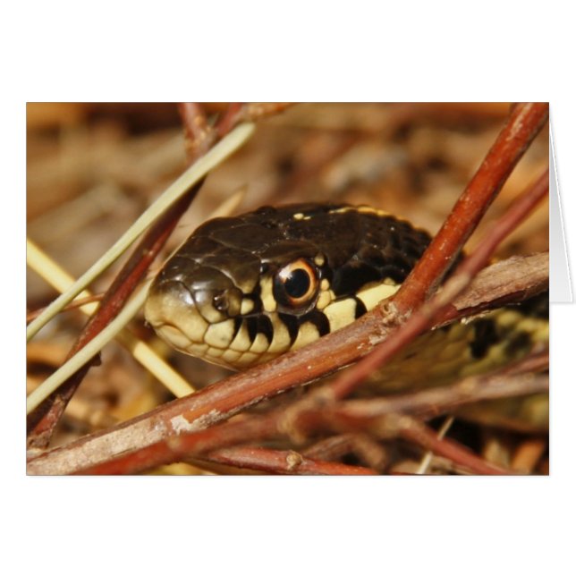 Serpent Garter (Devant horizontal)