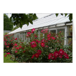 Serre chaude de roses rouges