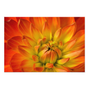 Serré dans les photographies de fleur de Dalhia av
