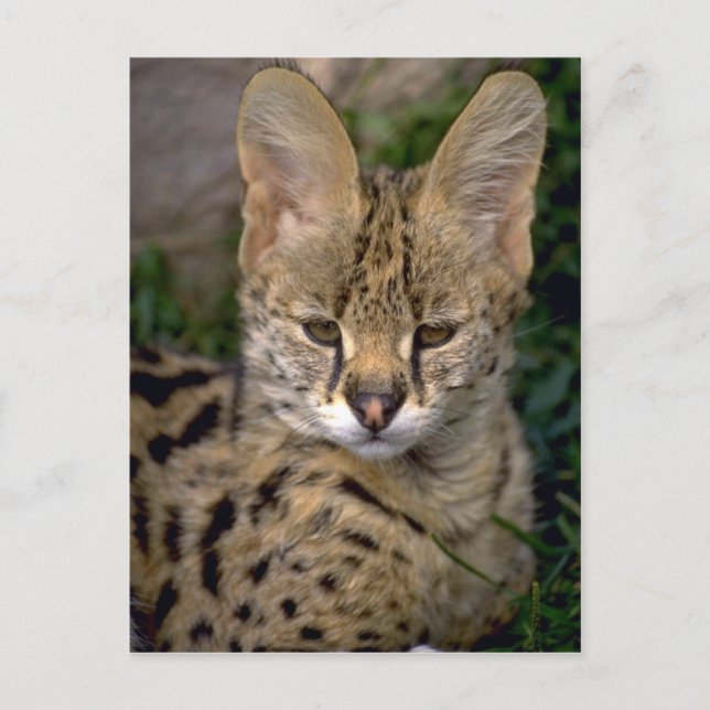 Serual cub postcard (Front)