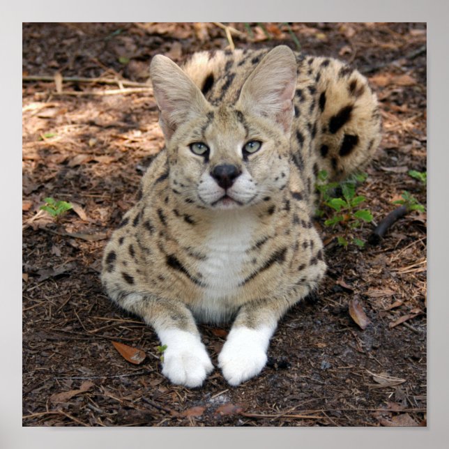 serval 003 poster (Front)