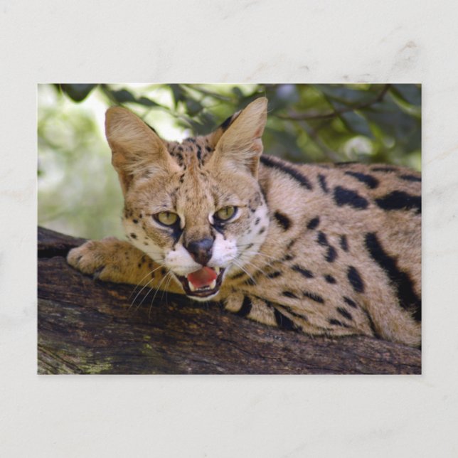 serval 013 postcard (Front)