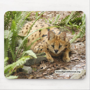 serval 019 copy mouse pad