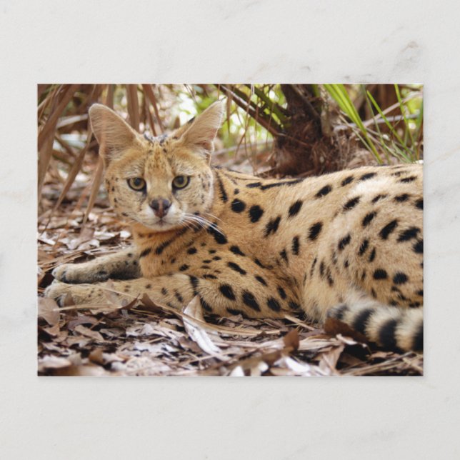 serval 025 postcard (Front)
