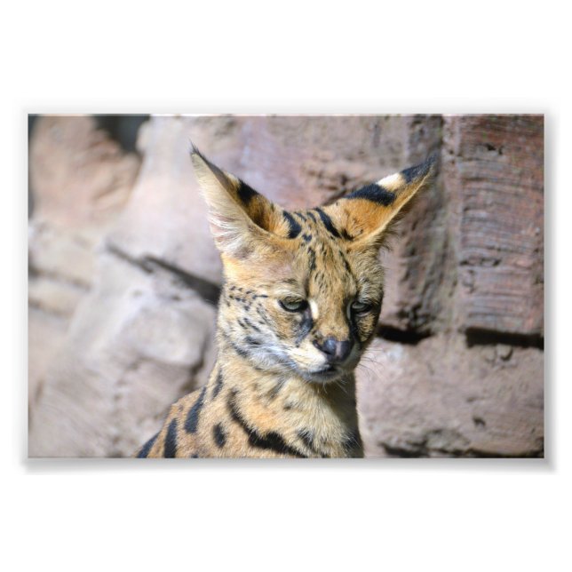 Serval Cat Photo Print (Front)