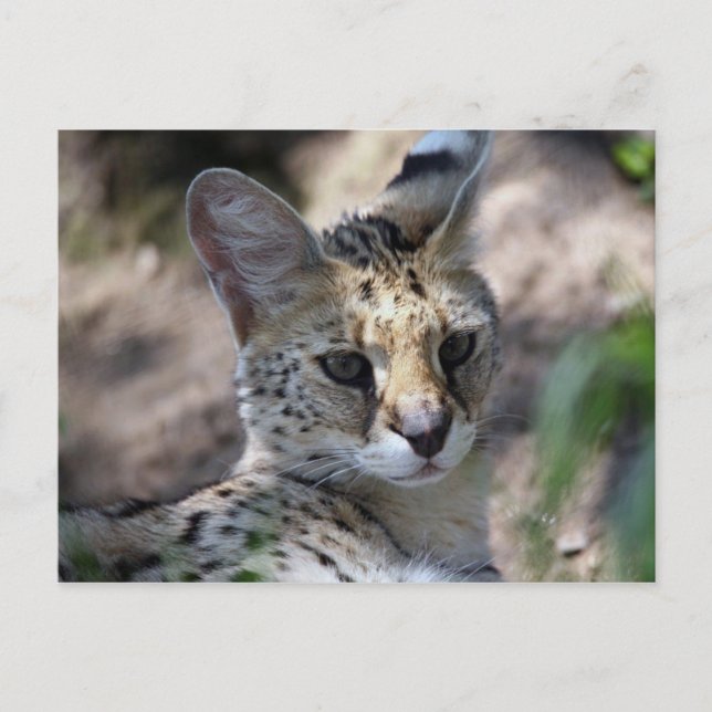 Serval Cat Postcard (Front)