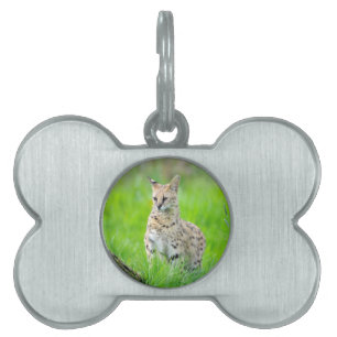 Serval in the grass pet ID tag