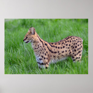 Serval in the grass poster