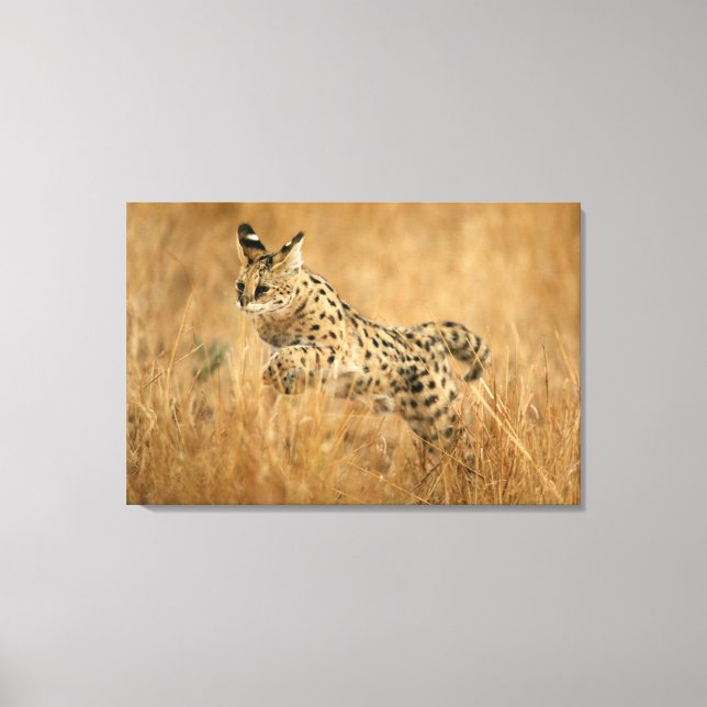 Serval (Leptailurus Serval) Jumping Canvas Print (Front)