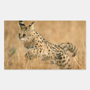 Serval (Leptailurus Serval) Jumping Sticker