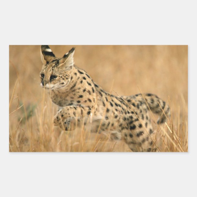 Serval (Leptailurus Serval) Jumping Sticker (Front)