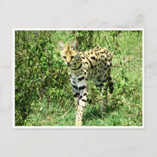 serval postcard