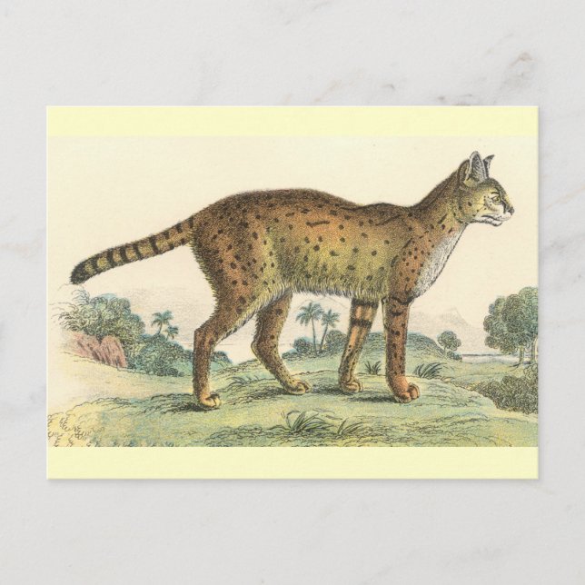 Serval Postcard (Front)
