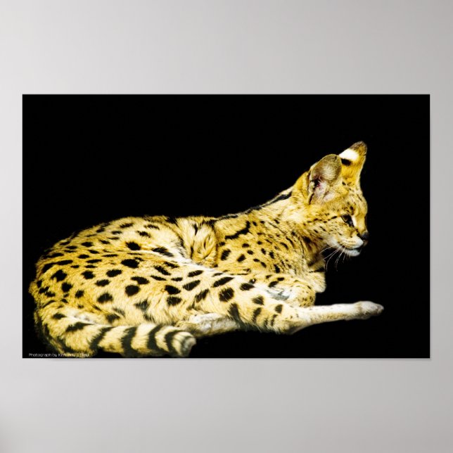 Serval Print (Front)