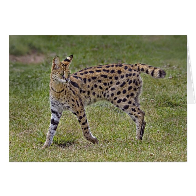 Serval Wild African Cat (Front Horizontal)