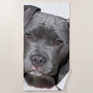 Serviette De Plage American Pit Bull Terrier