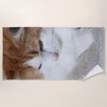 (Feline Fancy) Contemplation Kitty : Photo Cat